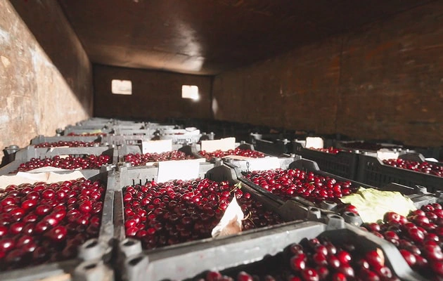 Поставки замороженных продуктов без компромиссов